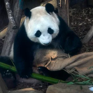 In Thailand gibt es aktuell keine Riesen-Pandas mehr. (Symbolbild)