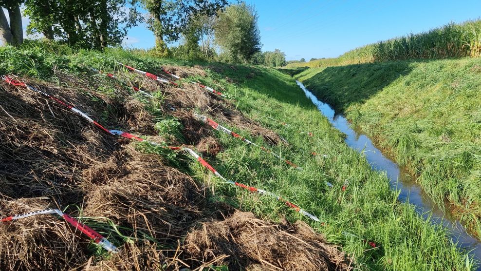 Der Graben grenzt an ein Maisfeld: Hier wurde die Leiche der 17-Jährigen gefunden.
