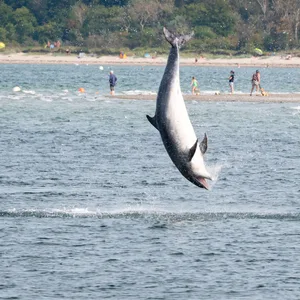 Delfin