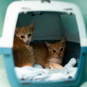 Die beiden Straßenkater „Stöpsel” und „Flitzi”. Bundesweit gibt es mindestens zwei Millionen Straßenkatzen.
