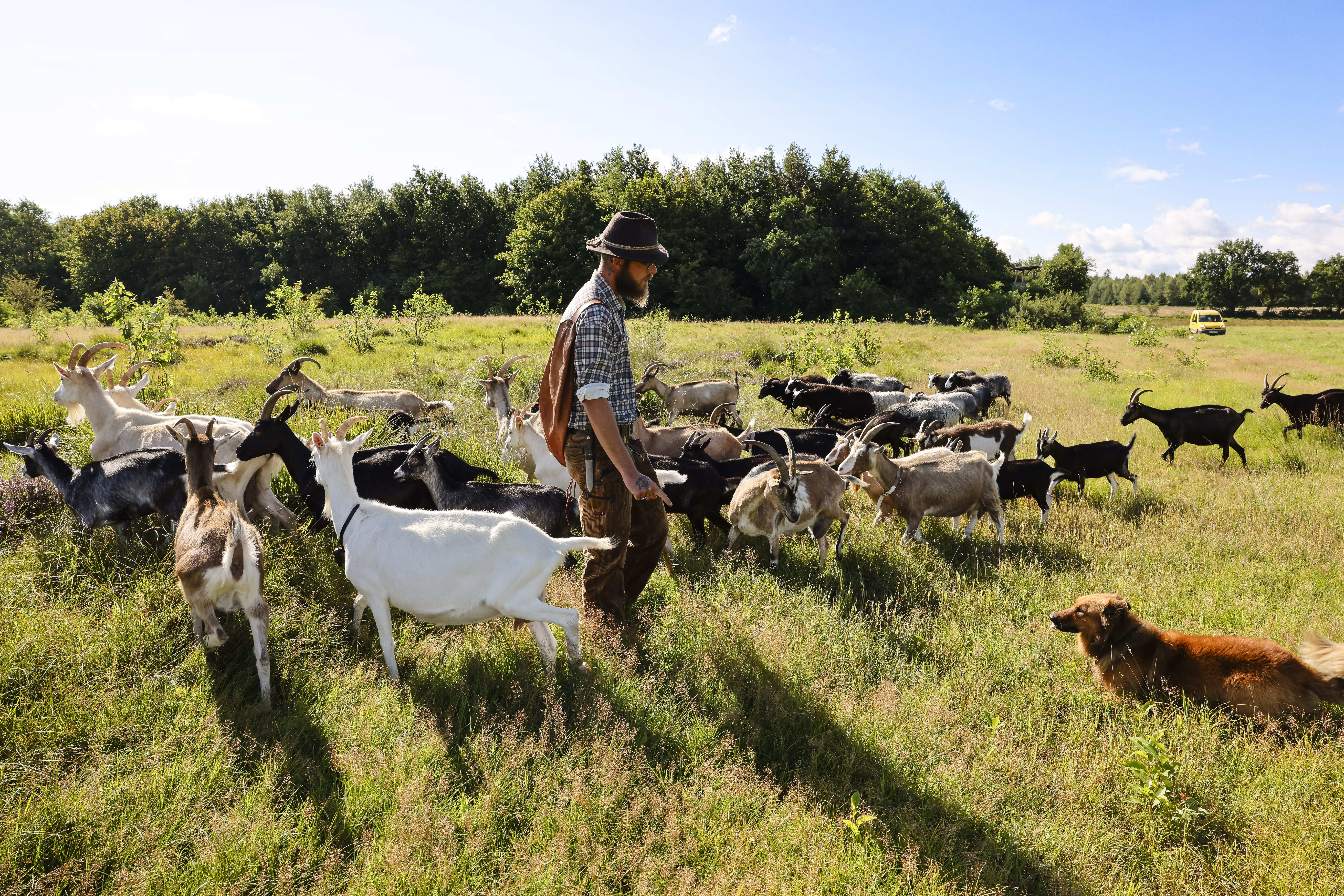 Wanderhirte Ken Tschörtner mit seiner Schaf- und Ziegenherde