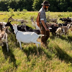 Wanderhirte Ken Tschörtner mit seiner Schaf- und Ziegenherde