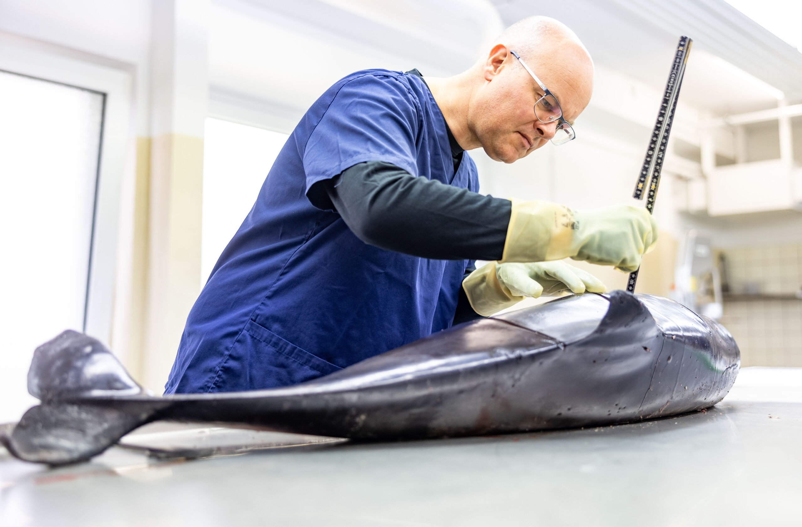 Tobias Goldschmidt (Bündnis90/Die Grünen) untersucht im Institut für Terrestrische und Aquatische Wildtierforschung (ITAW) einen tot aufgefundenen Schweinswal.