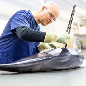 Tobias Goldschmidt (Bündnis90/Die Grünen) untersucht im Institut für Terrestrische und Aquatische Wildtierforschung (ITAW) einen tot aufgefundenen Schweinswal.