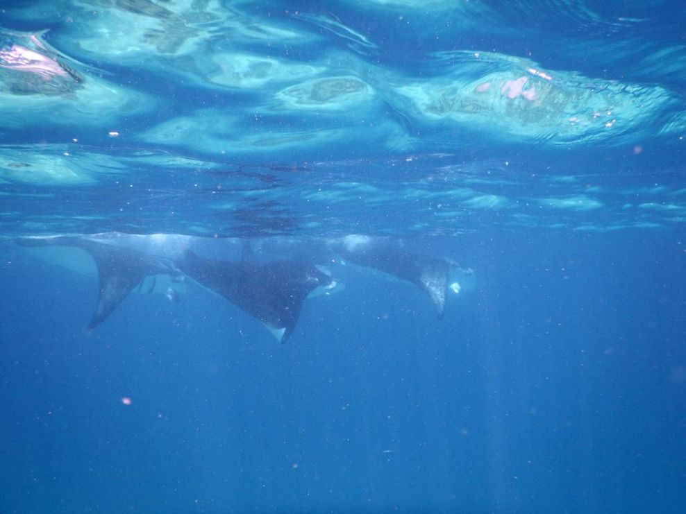 Schnorcheln mit Riesenmantas während einer Schnorchel-Exkursion auf Amari Raaya Maldives.