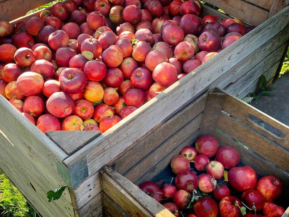 Äpfel