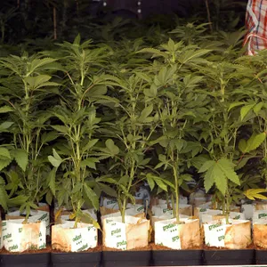 Drogenrazzia nahe Hamburg – mehrere Festnahmen und große Plantage gefunden