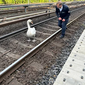 Schwanenvater Olaf Nieß hat den Schwan von den Gleisen gerettet, der die U1 zwischenzeitlich lahm gelegt hatte.