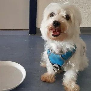 Hund beinahe von auto erfasst – Schülerin ergreift richtige Maßnahme