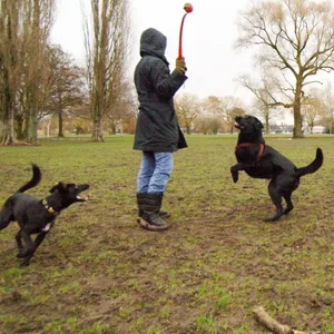 Eine Frau spielt mit ihren Hunden auf einer Freilauffläche.