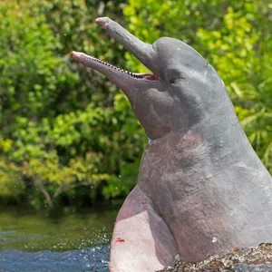 Flussdelfin