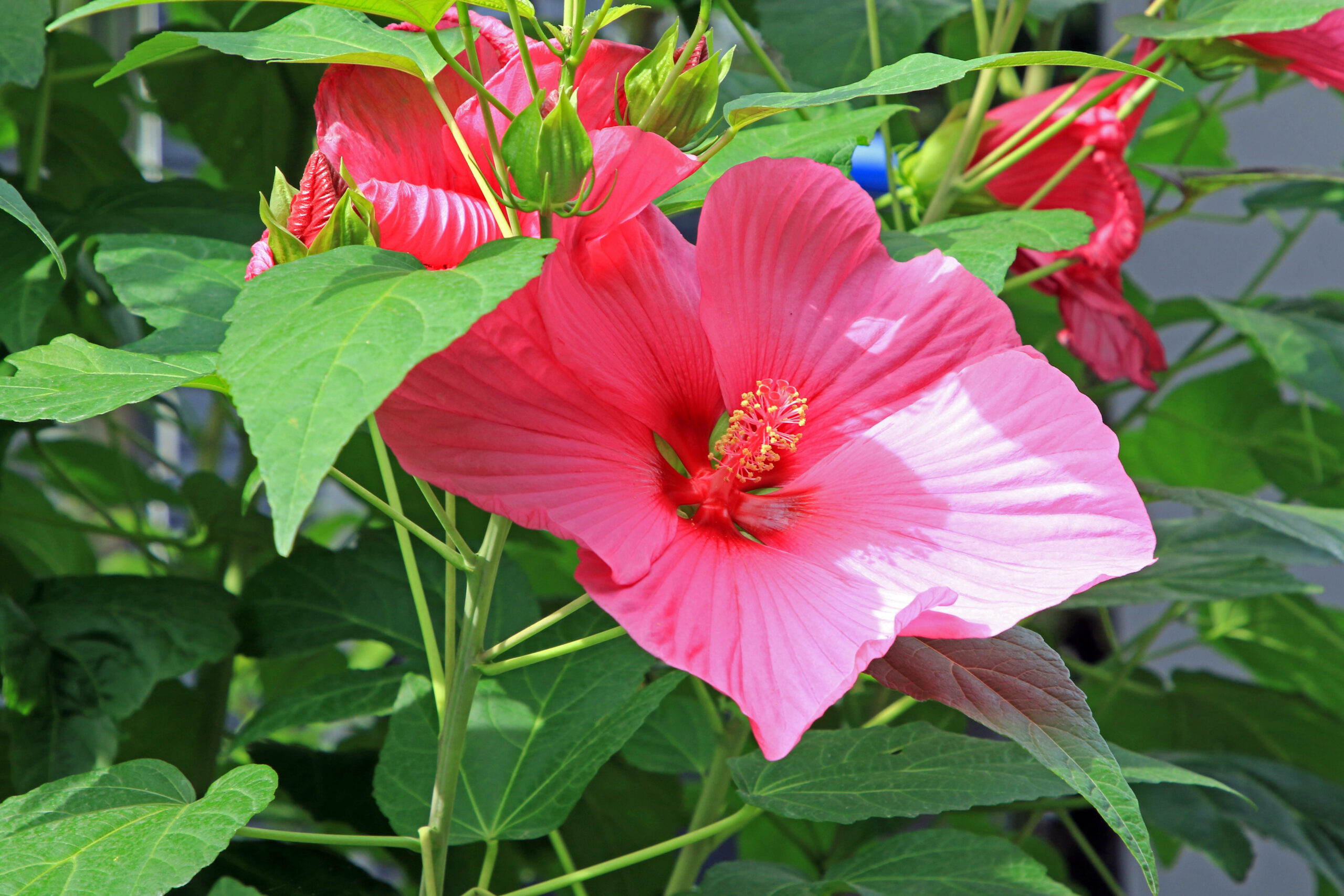 Sumpfeibisch, eine Pflanze mit mehreren roten Blüten