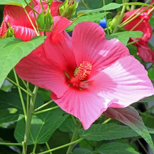 Sumpfeibisch, eine Pflanze mit mehreren roten Blüten