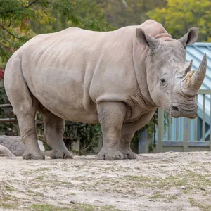Ein Nashorn steht in seinem Gehege in einem Zoo. (Symbolbild)