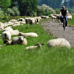 Schafe liegen auf dem Deich an der Hetlinger Schanze