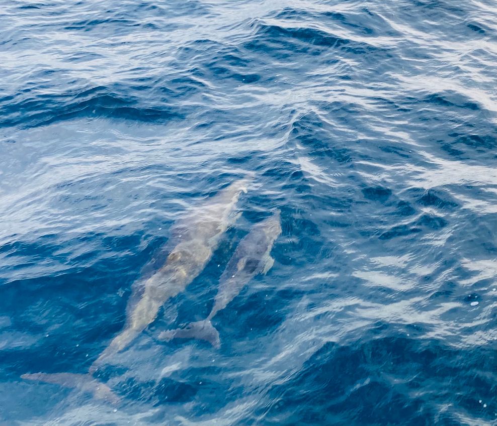 Ein Baby-Delfin mit seiner Mutter. Rund um die Fari-Inseln tummeln sich zahlreiche Delfine.