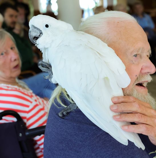 Siegfried Nachtigall (92) streichelt den Weißhauben-Kakadu Sammy