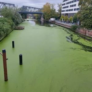 Ein Blick von der Amsinckstraßenbrücke auf den Mittelkanal zeigt das satte Grün.
