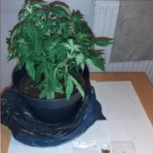 Diese Pflanze fanden die Bundespolizisten im Rucksack des Mannes.