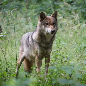 Wolf auf einer Wiese