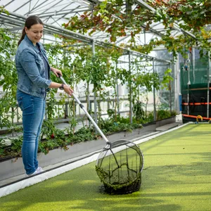 Kleine Wasserlinse Entengrütze