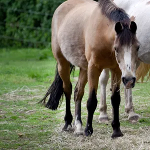 Zwei Ponys auf einer Weide