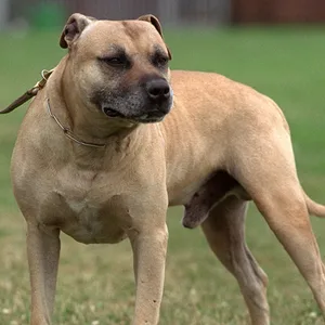 Staffordshire Terrier