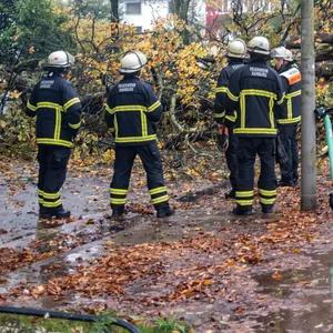 Feuerwehrleute begutachten den Baum, der auf der Uhlenhorst umgestürzt ist und zwei Radfahrer verletzt hat.