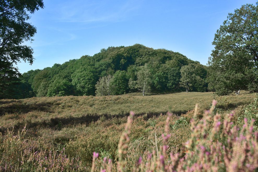 Der Weg zwischen dem Waldparkplatz am Scharpenbargsweg und dem Falkenberg hat auch seine Reize.