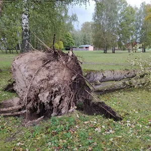 Entwurzelter Baum