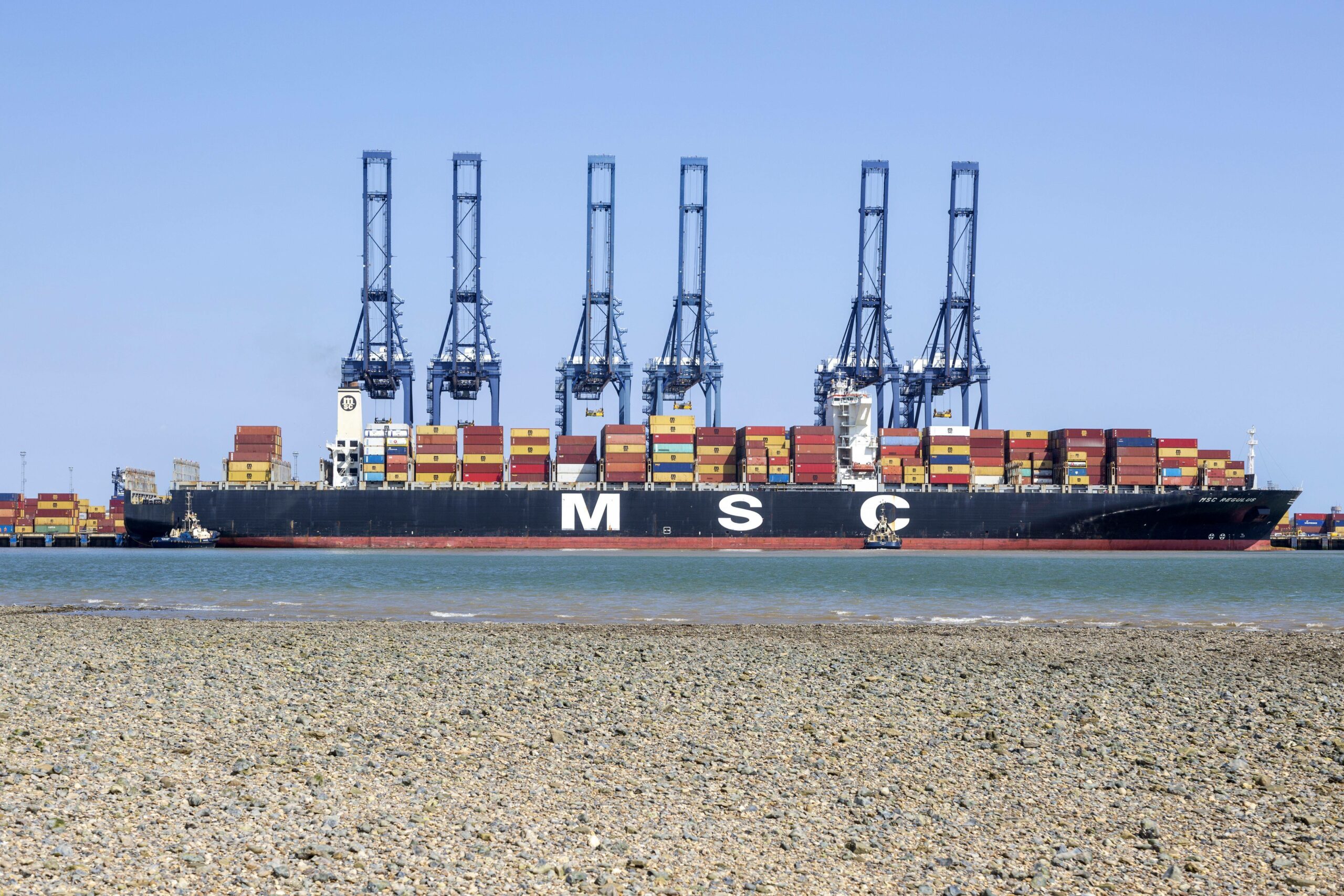 Das Containerschiff MSC Regulus vor Hafenkränen