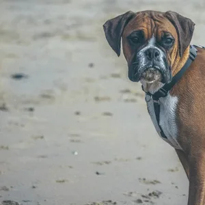 Boxer Hund