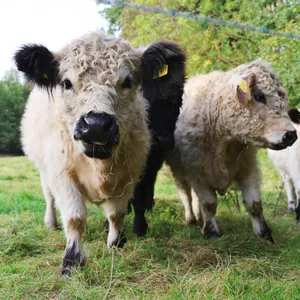 Seit Monaten versucht der Landkreis Göttingen, ein Dutzend Galloway Rinder einzufangen. (Symbolbild)