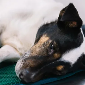 Ein Jack Russel Terrier beim Tierarzt
