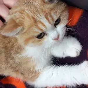 Diese Katze wurde aus einem Auto geworfen