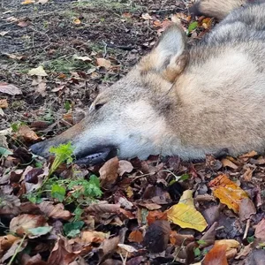 Ein toter Wolf nach einem Unfall mit einem Pkw (Symbolbild). 