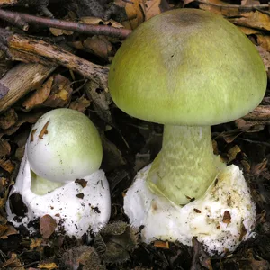 Forensische Untersuchungen ergaben, dass sich in dem Essen ein giftiger Pilz befand. Dabei soll es sich um den berüchtigten Grünen Knollenblätterpilz (Amanita phalloides) gehandelt haben, auch „Todeskappe“ genannt.
