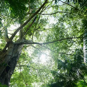 So schön grün: Das brasilianische Amazonasgebiet ist so groß wie Westeuropa.