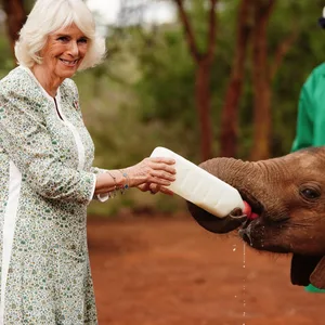 Königin Camilla (l) füttert ein Elefantenbaby während eines Besuchs im Elefantenwaisenhaus des Sheldrick Wildlife Trust im Nairobi-Nationalpark.