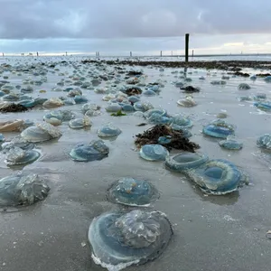 Hunderte blaue, tote Wurzelmundquallen liegen am Weststrand der ostfriesischen Insel Norderney.