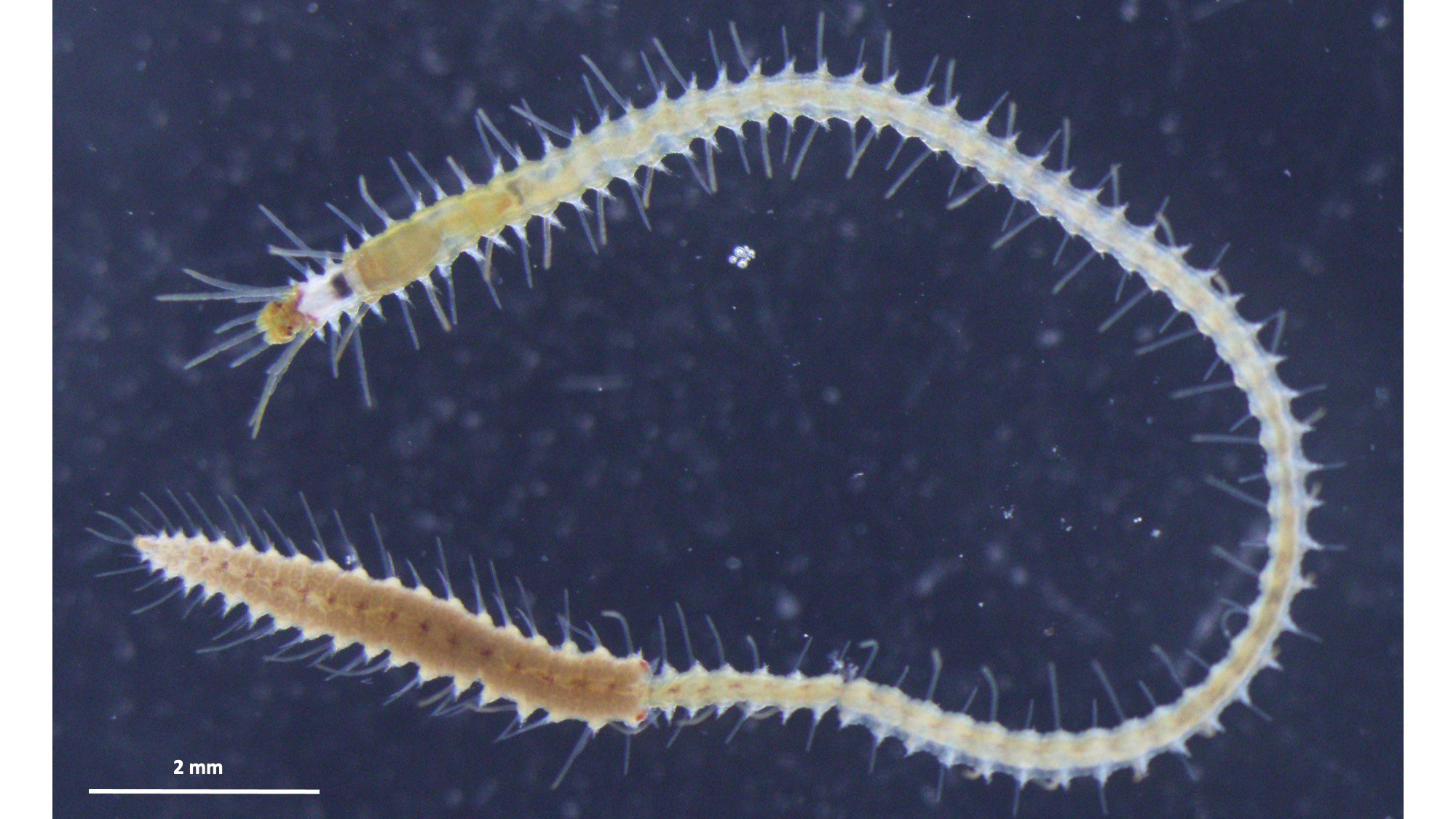 Ein Megasyllis nipponica Wurm mit einem sich entwickelnden weiblichen Hinterteil.
