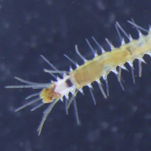 Ein Megasyllis nipponica Wurm mit einem sich entwickelnden weiblichen Hinterteil.