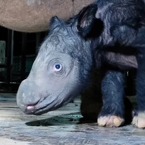 Ein noch namenloses männliches Sumatra-Nashorn-Kalb steht neben seiner Mutter Delilah im indonesischen Nationalpark Way Kambas im Osten der Insel Sumatra.