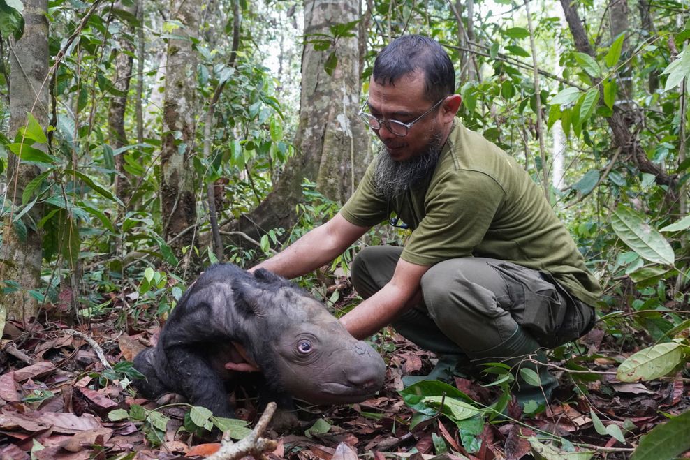 Tierarzt Zulfi Arsan kümmert sich um das neugeborene männliche Sumatra-Nashorn-Kalb.
