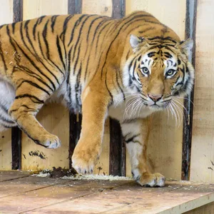 Ein Mann wurde tot in einem Tigerkäfig in Indonesien aufgefunden. (Symbolbild)