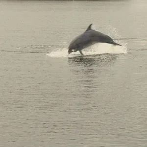 Delfin Delle wurde wieder in der Trave gesichtet.