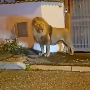 Löwe