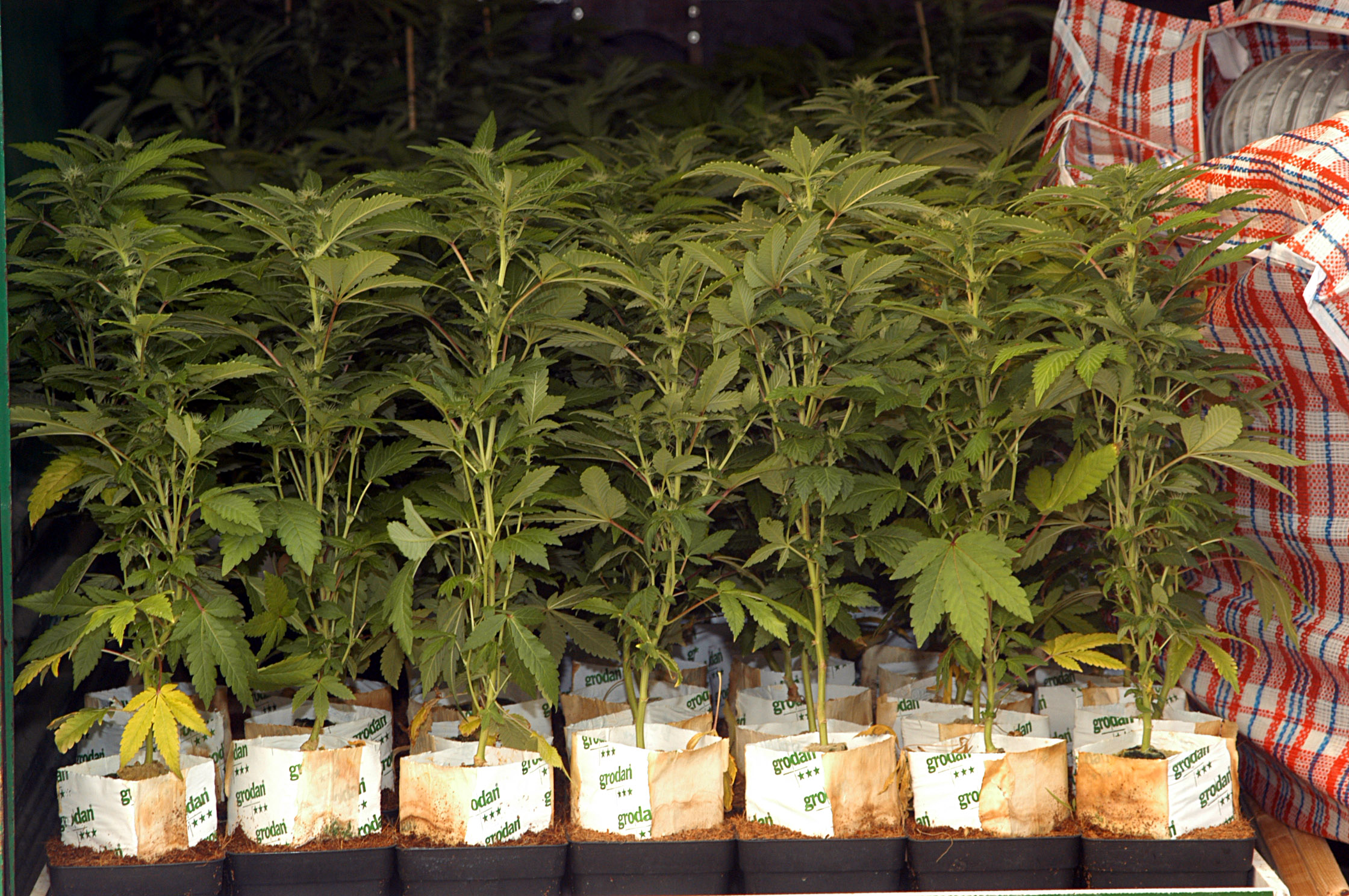 mehrere Cannabispflanzen
