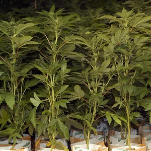 mehrere Cannabispflanzen