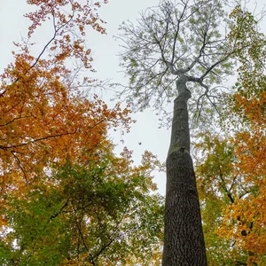 Eine Esche (M.) in einem Wald in Reinfeld bei Lübeck, von unten Richtung Baumkrone fotografiert